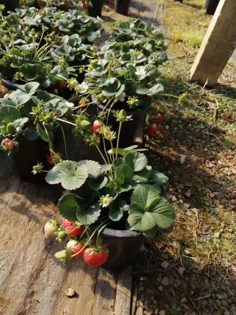 1加仑草莓草莓盆花基地直发