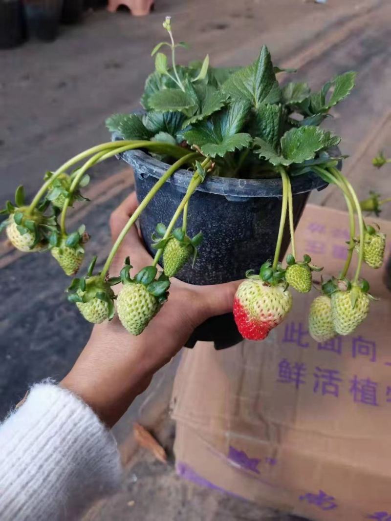 1加仑草莓草莓盆花基地直发