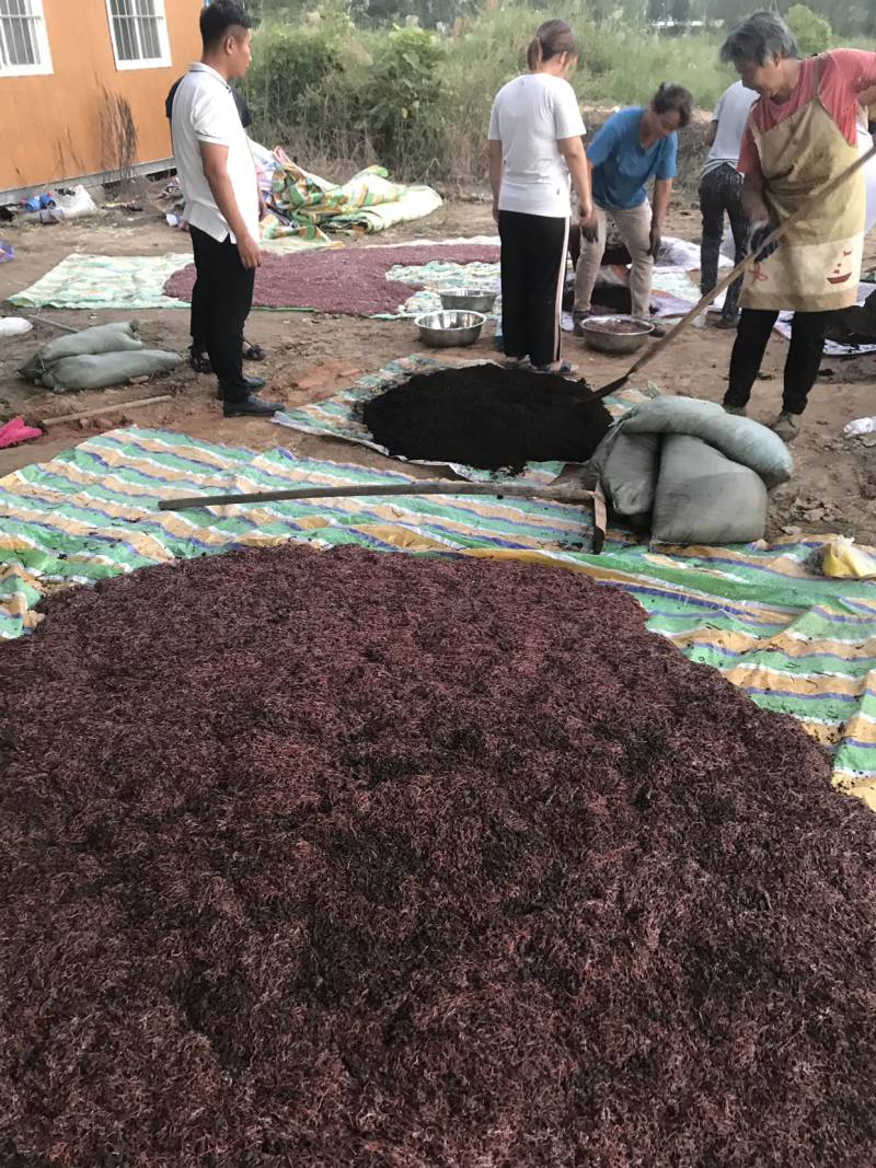 太平蚯蚓太平二号蚯蚓活体蚯蚓长期提供各种型号蚯蚓。