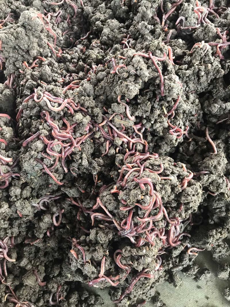 太平蚯蚓太平二号蚯蚓活体蚯蚓长期提供各种型号蚯蚓。
