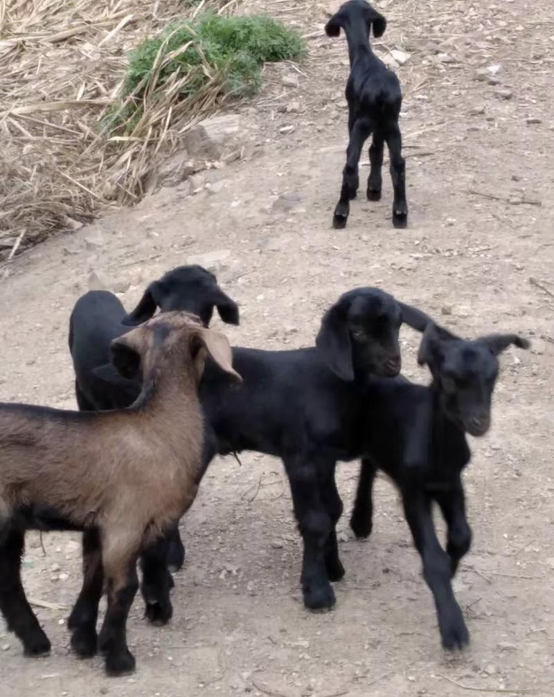 纯种努比亚黑山羊种羊全国包邮活羊公羊肉羊