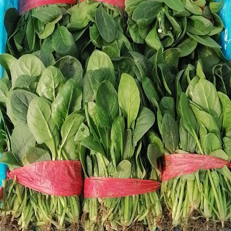 闻喜县大棚大田大叶菠菜