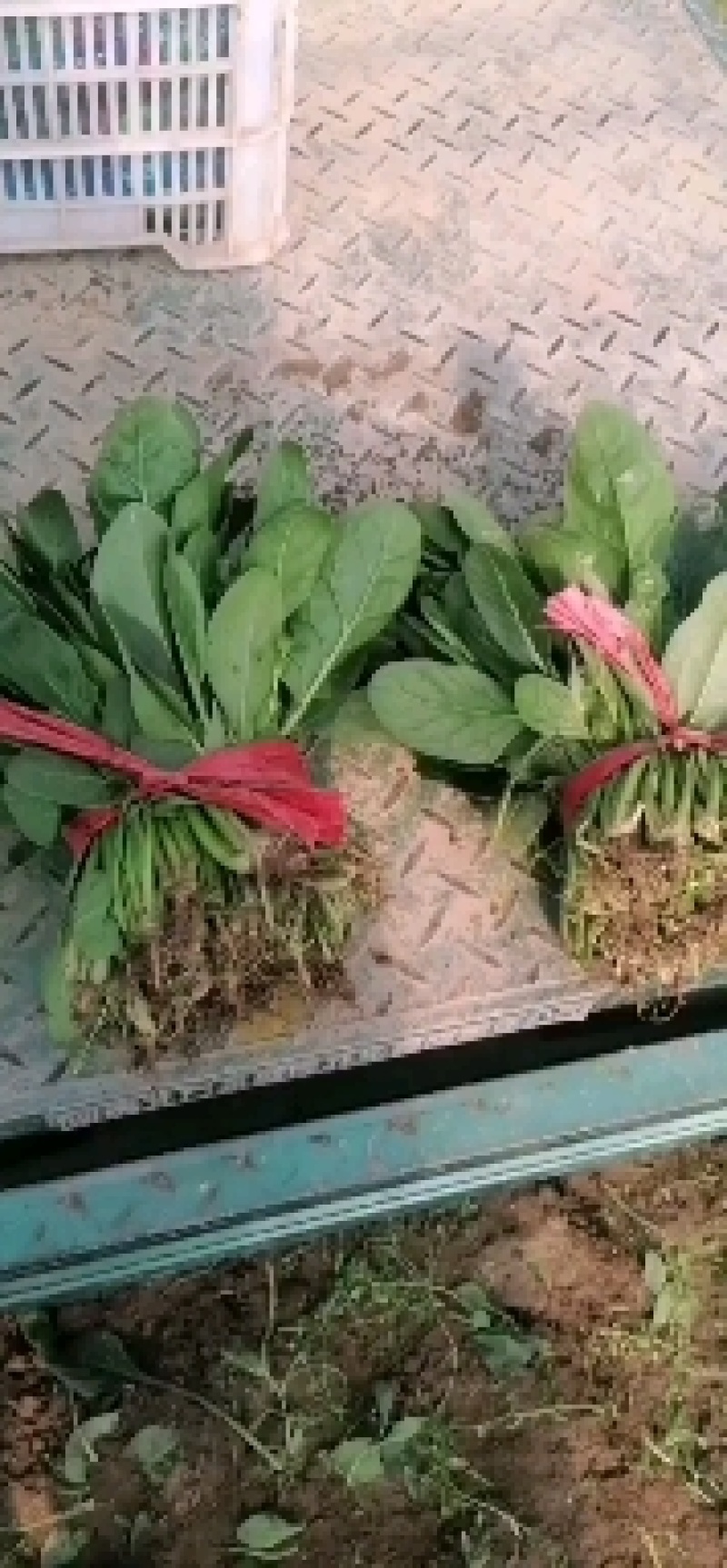 闻喜县大棚大田大叶菠菜