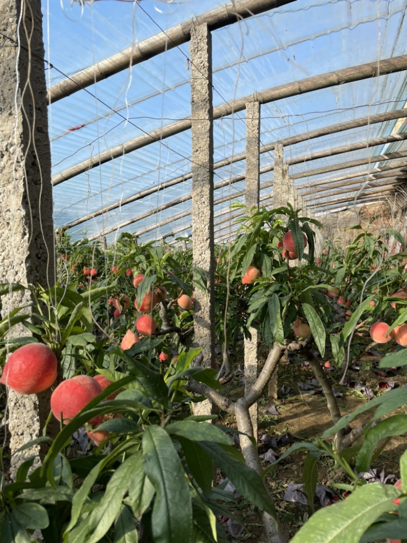 唐山乐亭春雪水蜜桃大量上市对接各大平台，电商，超市