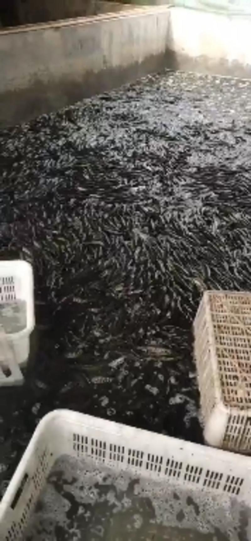 微山湖黑鱼苗，二至三条，低于成本价近二元出售。