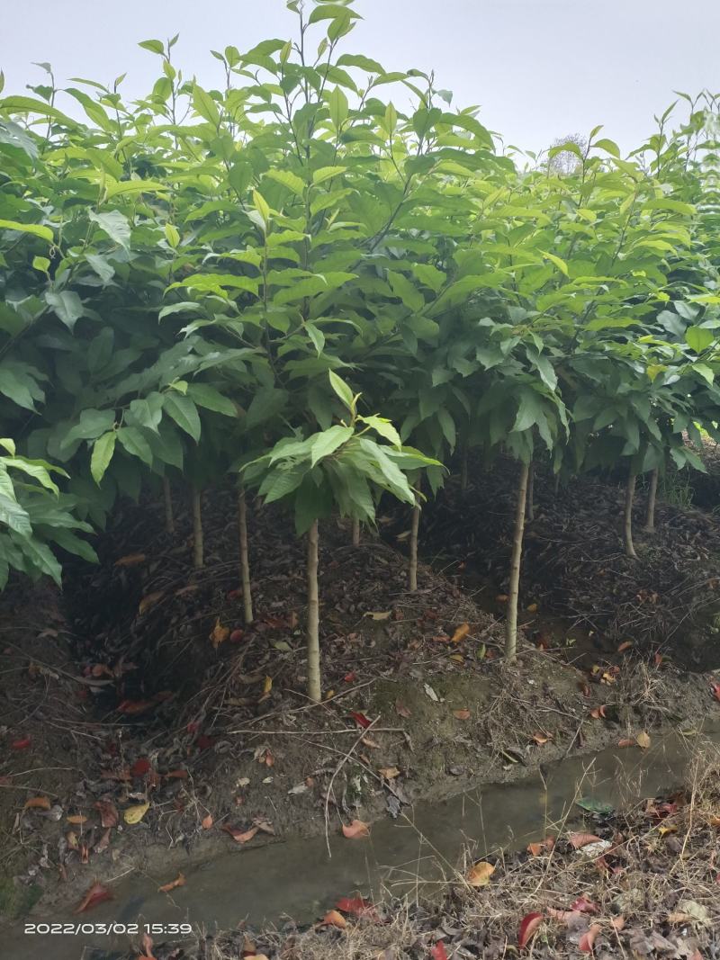 白玉兰，黄兰，大量现货供应各种规格