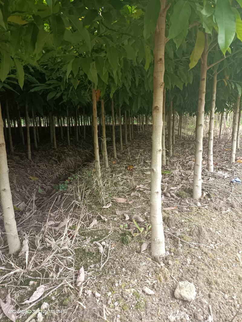 白玉兰，黄兰，大量现货供应各种规格