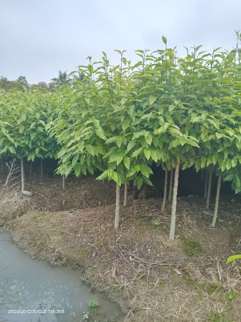 白玉兰，黄兰，大量现货供应各种规格