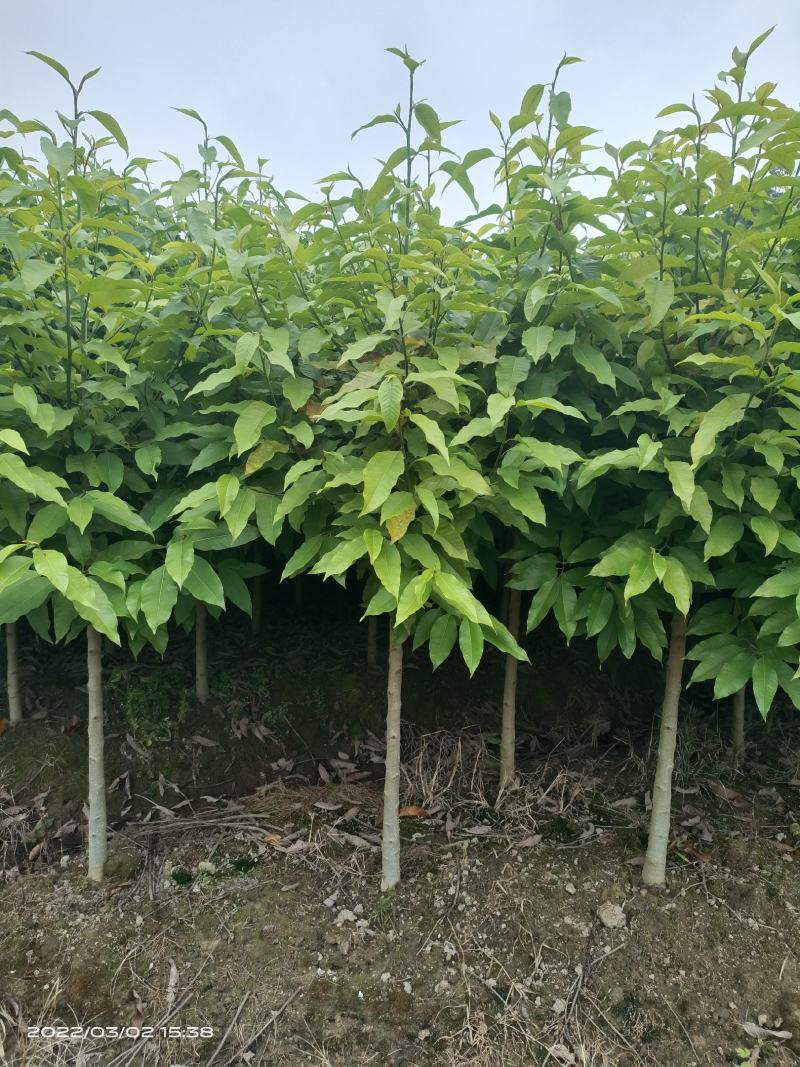 白玉兰，黄兰，大量现货供应各种规格