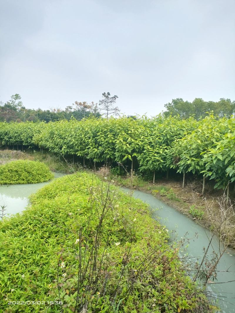 白玉兰，黄兰，大量现货供应各种规格
