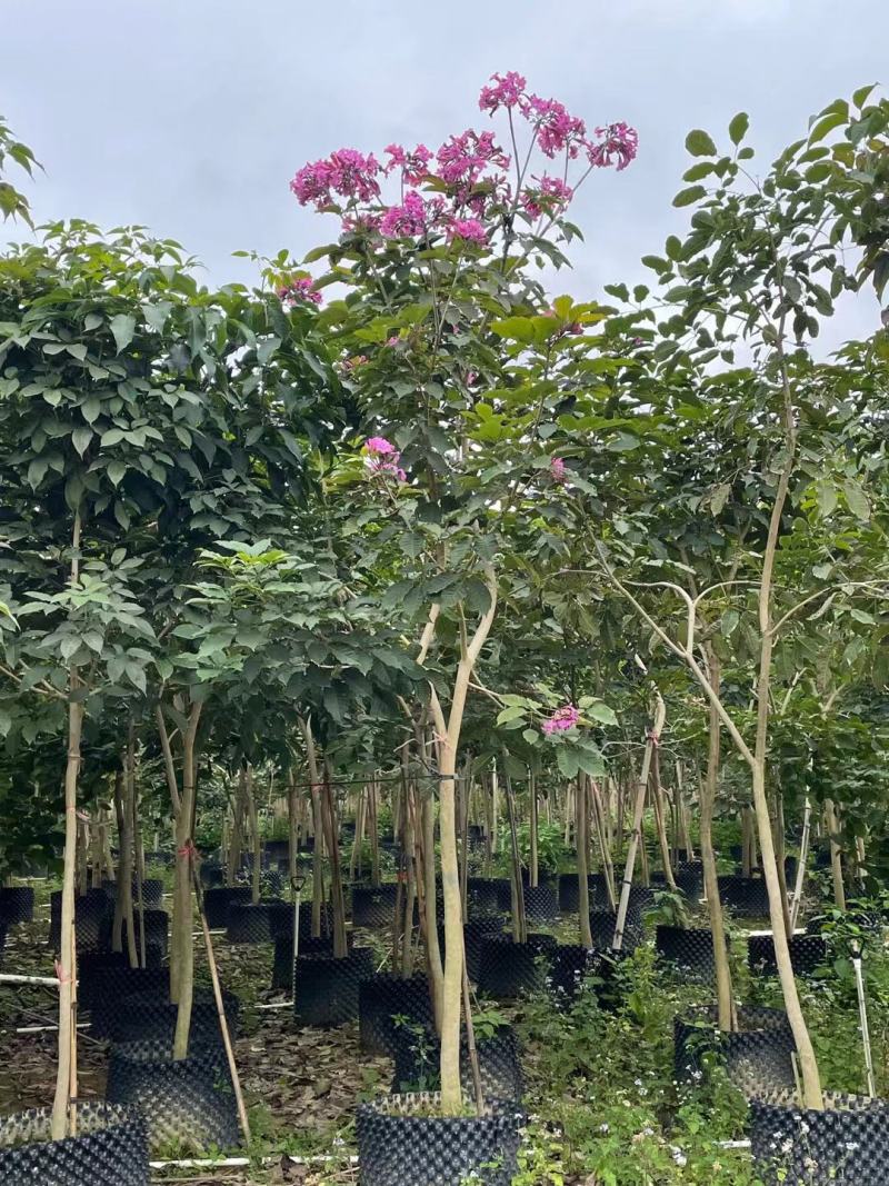【紫花】风铃多花3至7分，全冠苗，大量现货供应各种规格规格苗
