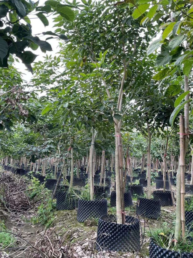 【紫花】风铃多花3至7分，全冠苗，大量现货供应各种规格规格苗