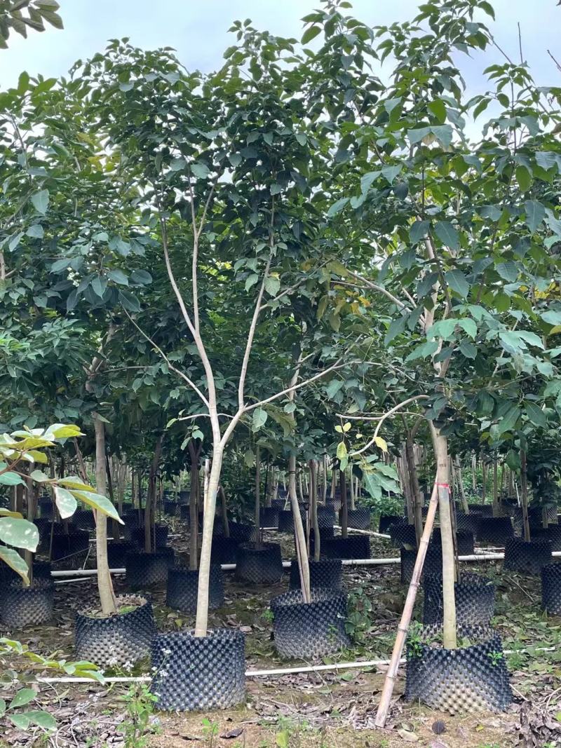 【紫花】风铃多花3至7分，全冠苗，大量现货供应各种规格规格苗