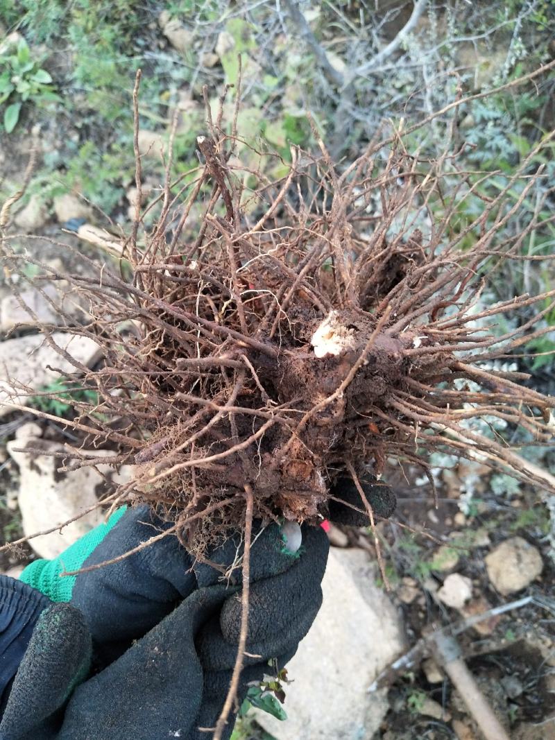 野生苍术