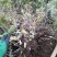 野生苍术