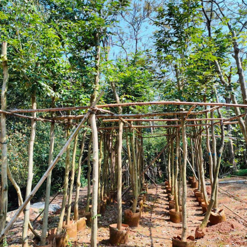 【基地直供】黄花梨5至10分，规格齐全，大量现货供应各种规格