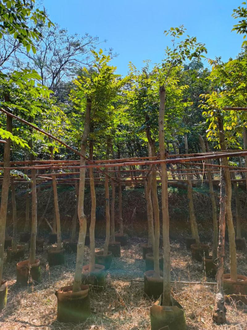 【基地直供】黄花梨5至10分，规格齐全，大量现货供应各种规格