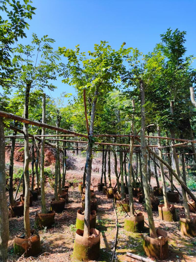 【基地直供】黄花梨5至10分，规格齐全，大量现货供应各种规格
