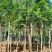 【基地直供】黄花梨5至10分，规格齐全，大量现货供应各种规格