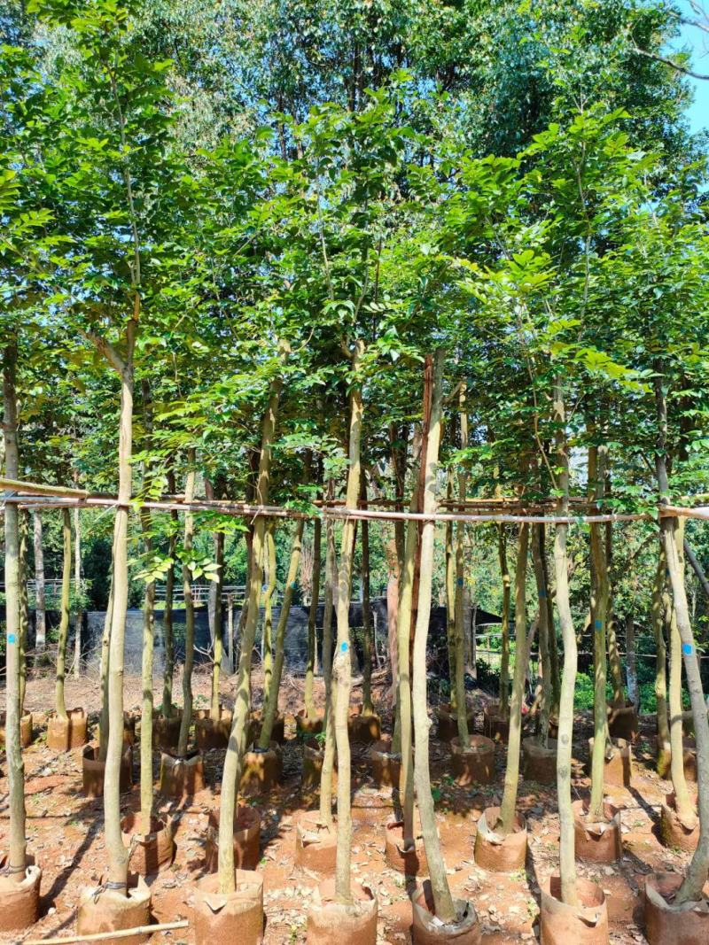 【基地直供】黄花梨5至10分，规格齐全，大量现货供应各种规格