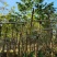 【基地直供】黄花梨5至10分，规格齐全，大量现货供应各种规格