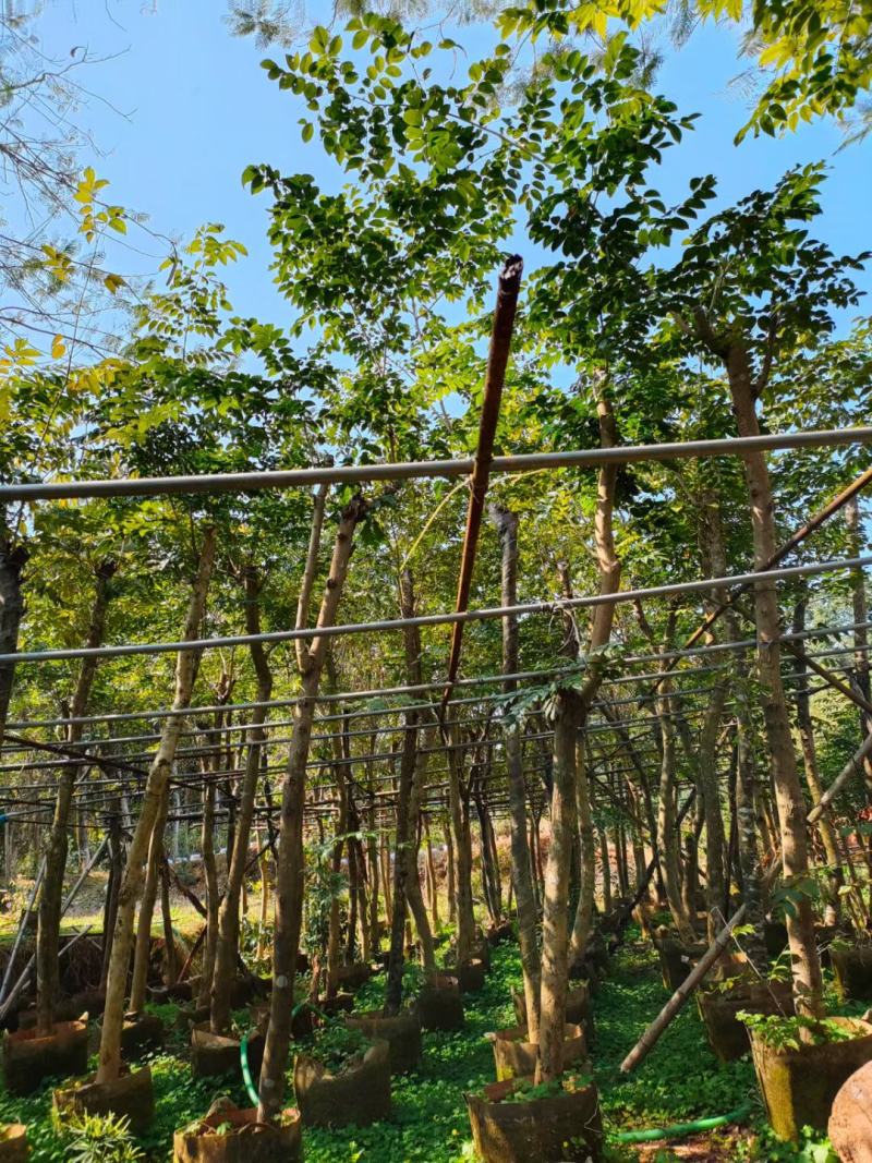 【基地直供】黄花梨5至10分，规格齐全，大量现货供应各种规格