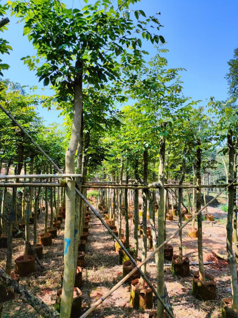 【基地直供】黄花梨5至10分，规格齐全，大量现货供应各种规格