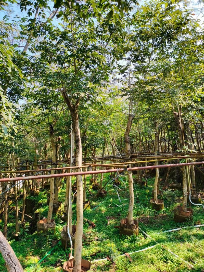 【基地直供】黄花梨5至10分，规格齐全，大量现货供应各种规格
