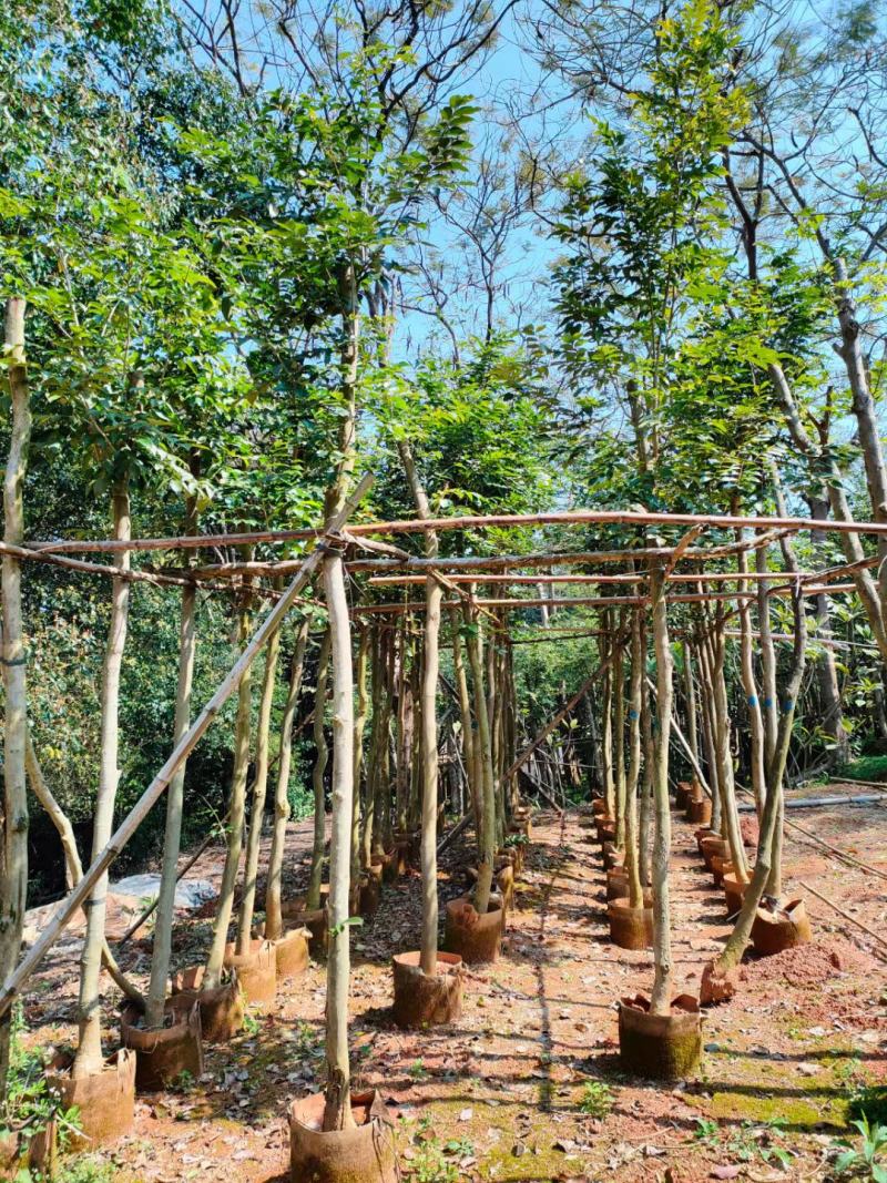【基地直供】黄花梨5至10分，规格齐全，大量现货供应各种规格