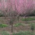 红梅基地供应红梅1-15公分红梅树形优美现挖现卖