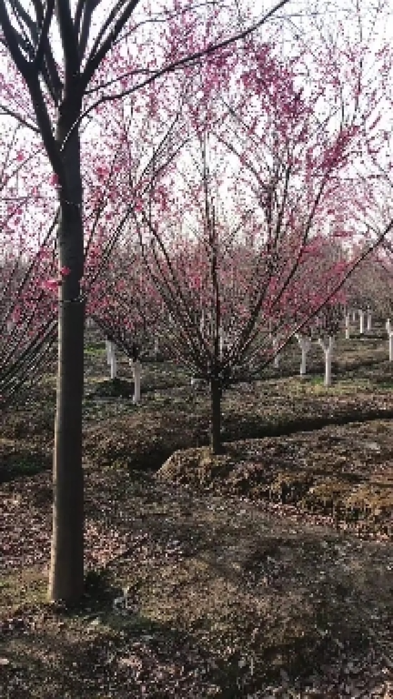 红梅基地供应红梅1-15公分红梅树形优美现挖现卖