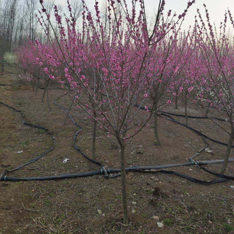 红梅基地供应红梅1-15公分红梅树形优美现挖现卖