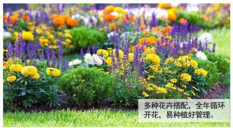 野花组合种子四季开花四季播种户外耐寒花种子路边庭院观赏