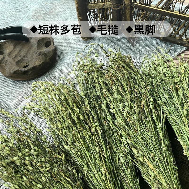 独脚金产地直供药典标准道地药材支持线上交易保障