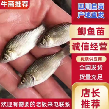 鲫鱼苗，寸片，水花及其他规格量大从优，包送，成活率高