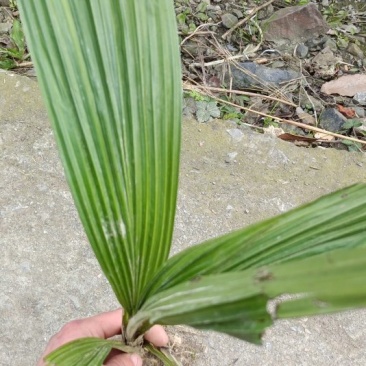 仙茅，大叶仙茅