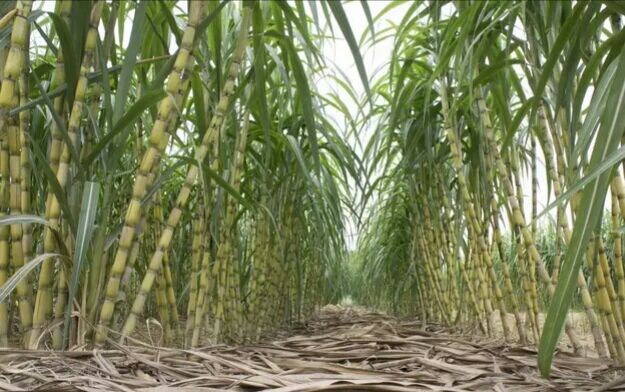 黑皮甘蔗在日光温室中生长实景