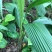 仙茅，大叶仙茅