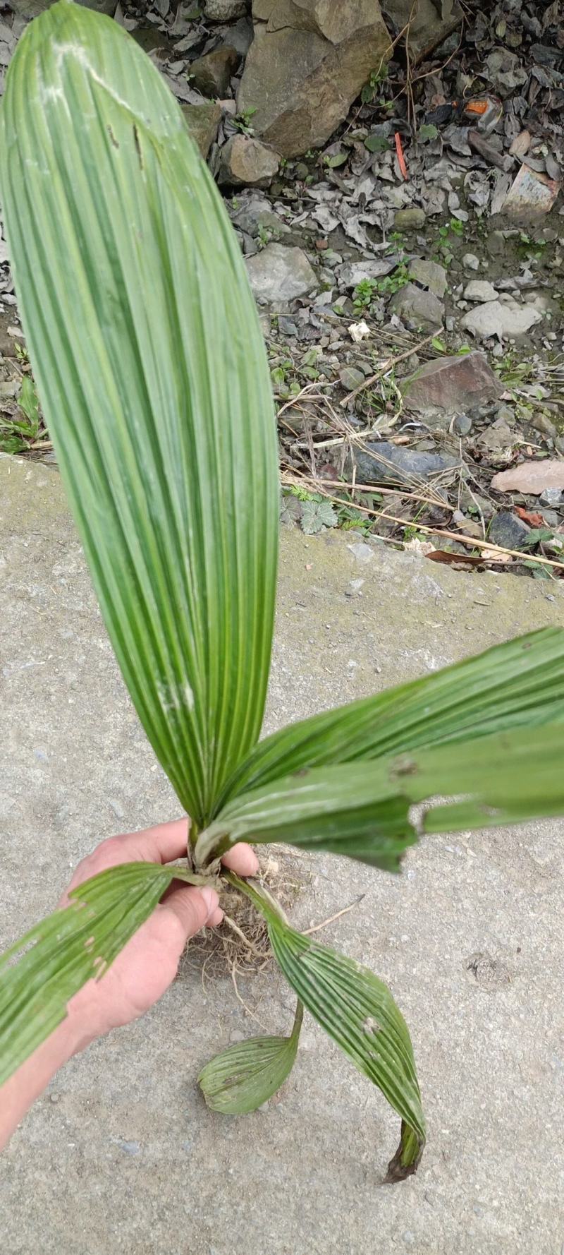 仙茅，大叶仙茅
