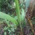 仙茅，大叶仙茅