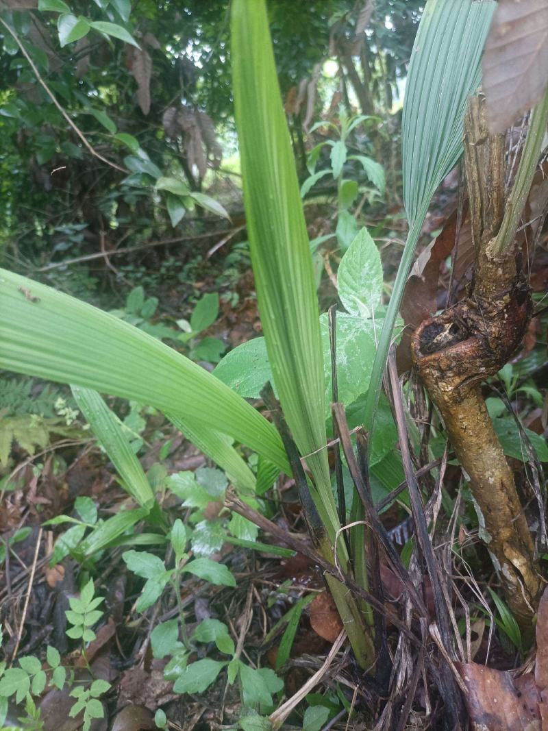 仙茅，大叶仙茅