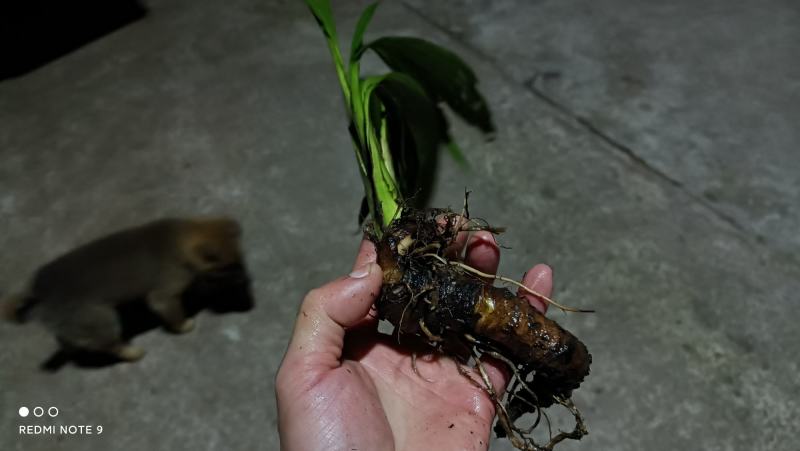仙茅，大叶仙茅
