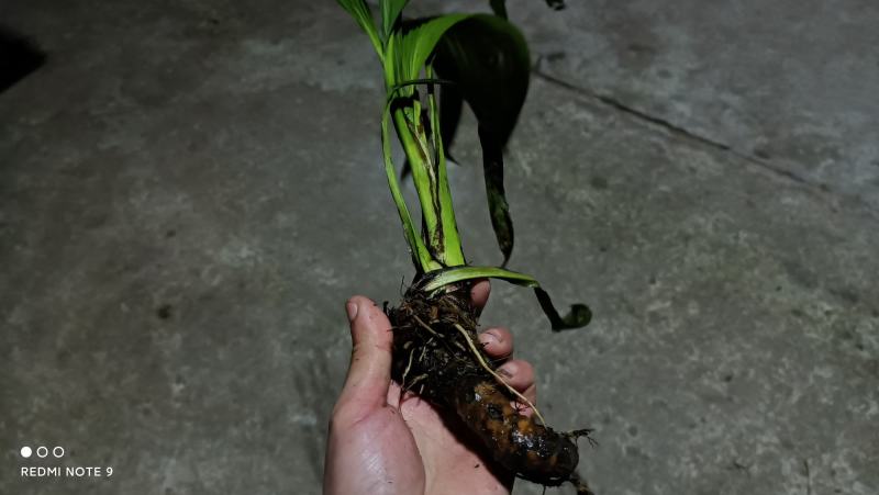 仙茅，大叶仙茅