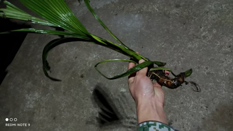 仙茅，大叶仙茅