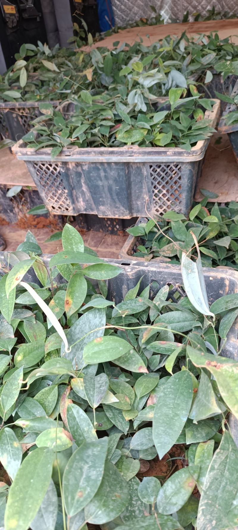 土茯苓苗批发，有基地种植