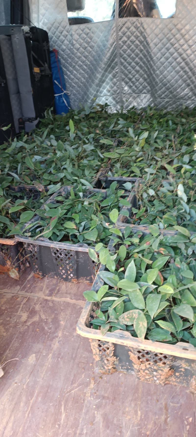 土茯苓苗批发，有基地种植
