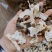 长白山野生松茸片松茸干片产地源头批发供应