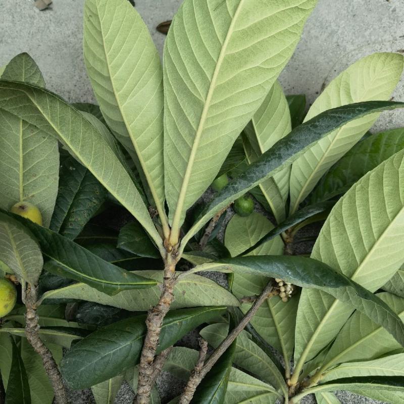 枇杷叶，可提供烘干货