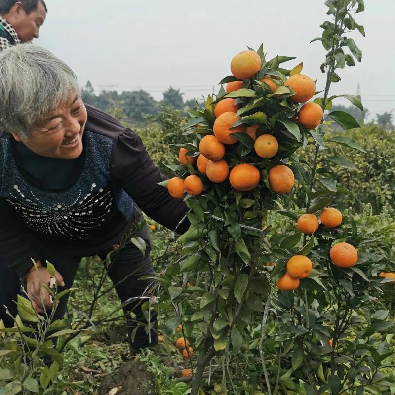 四川眉山市东坡区带果沃柑树，现卖现挖，可以视频看货