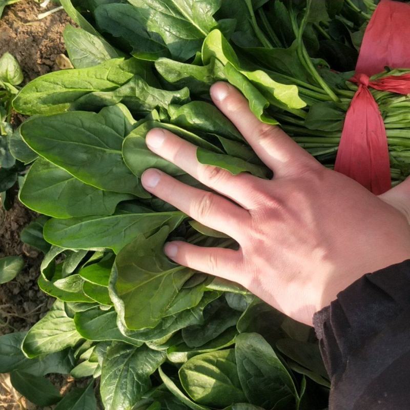 山东陆地菠菜海量供应中